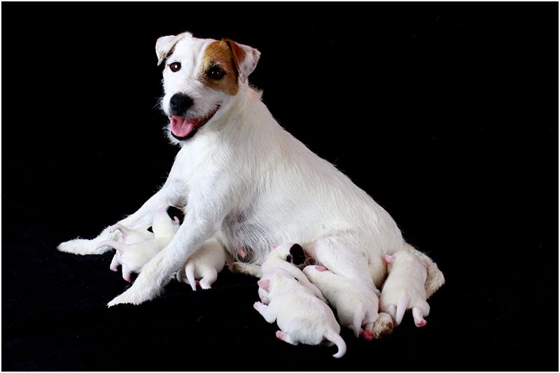 chiot Parson Russell Terrier des very important Parson