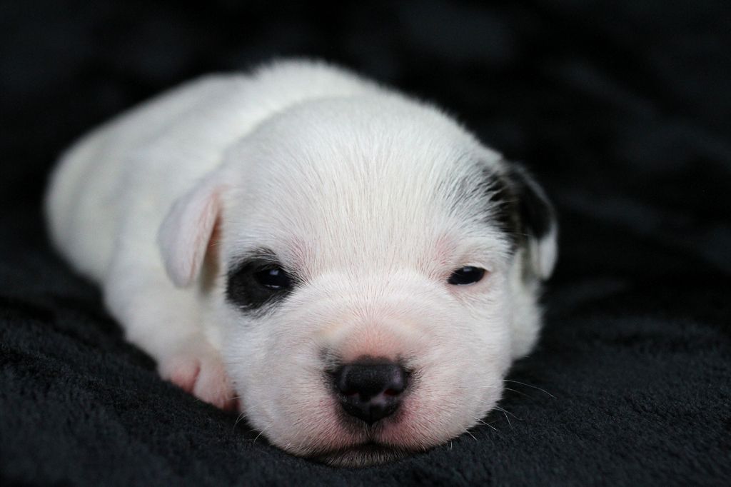 des very important Parson - Chiot disponible  - Parson Russell Terrier