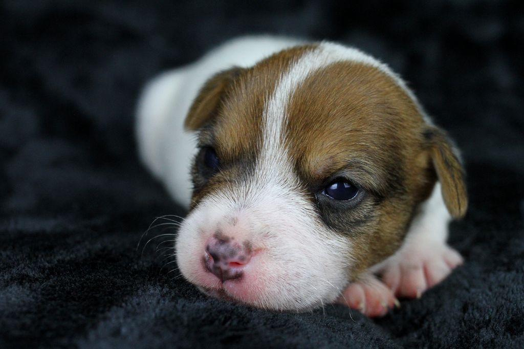 des very important Parson - Chiot disponible  - Parson Russell Terrier