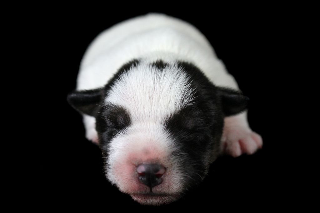 des very important Parson - Chiot disponible  - Parson Russell Terrier