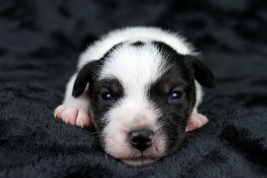 des very important Parson - Chiot disponible  - Parson Russell Terrier