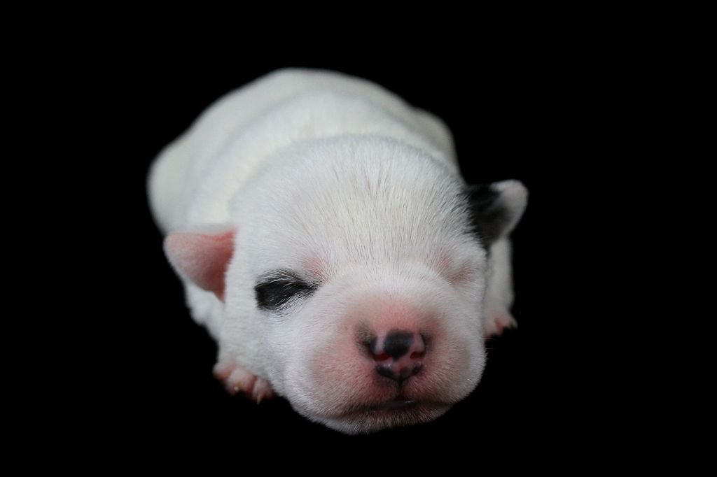 des very important Parson - Chiot disponible  - Parson Russell Terrier