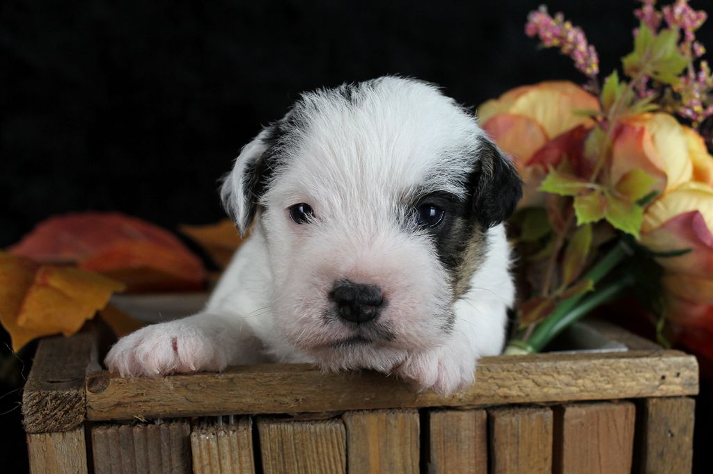 des very important Parson - Chiot disponible  - Parson Russell Terrier