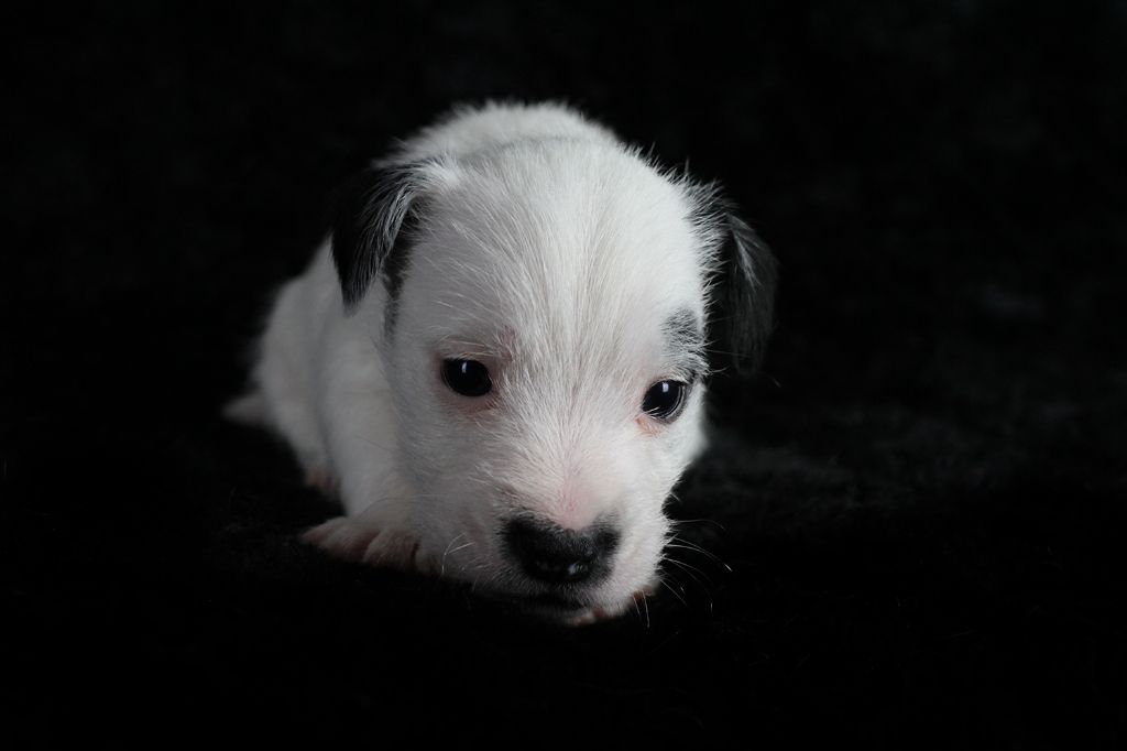 des very important Parson - Chiot disponible  - Parson Russell Terrier