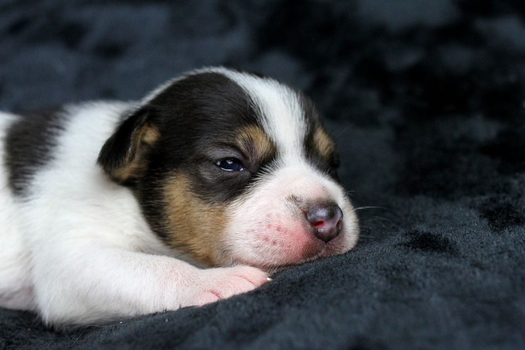 des very important Parson - Chiot disponible  - Parson Russell Terrier