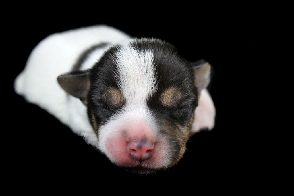 des very important Parson - Chiot disponible  - Parson Russell Terrier