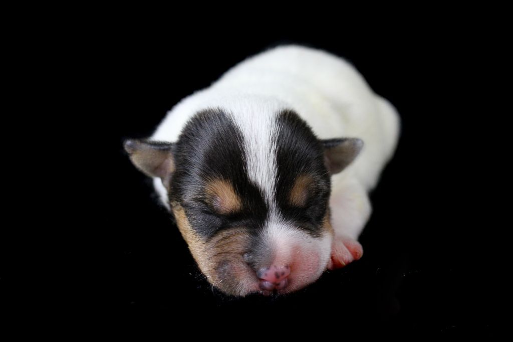 des very important Parson - Chiot disponible  - Parson Russell Terrier