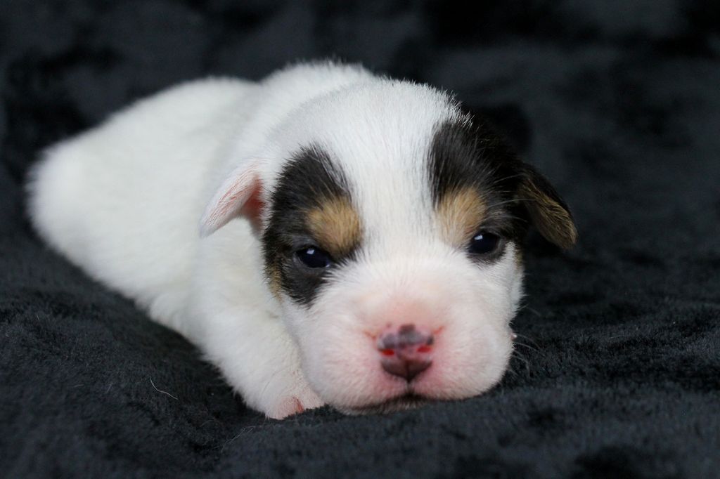 des very important Parson - Chiot disponible  - Parson Russell Terrier