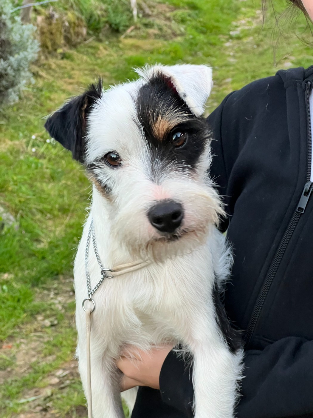 Vasco des very important Parson