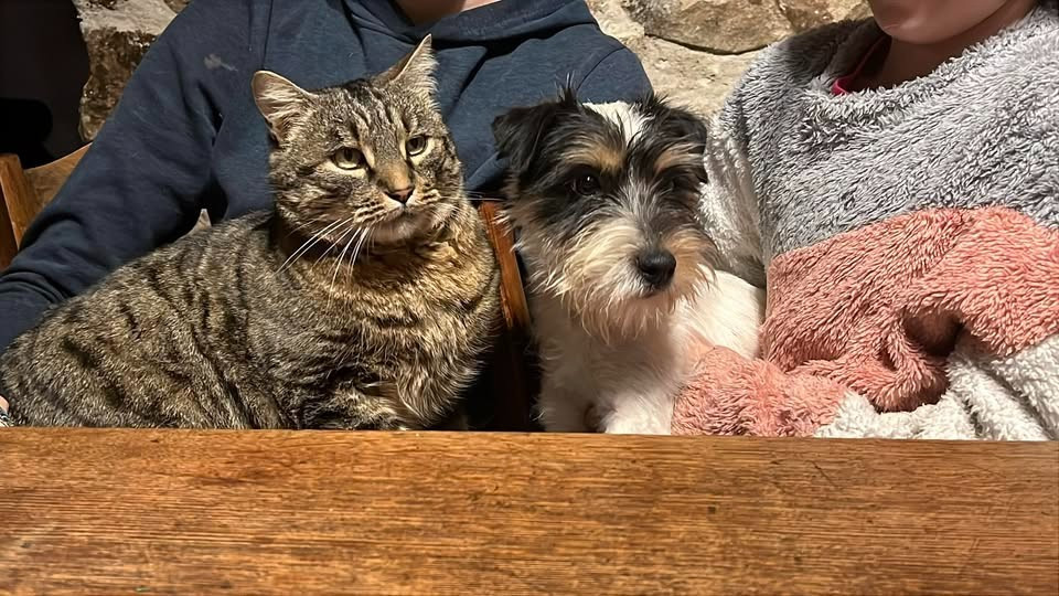 des very important Parson - le parson et le chat