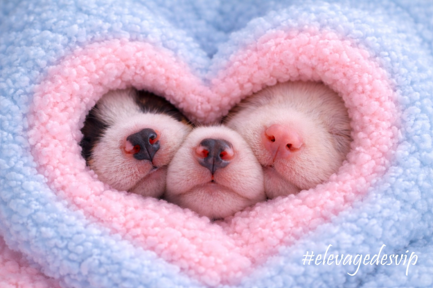 des very important Parson - IMPORTANT Naissances à l'élevage