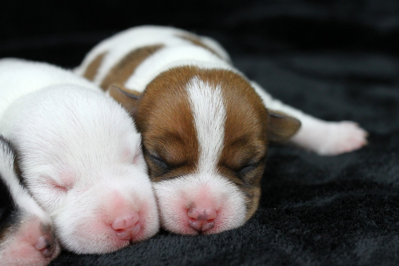 des very important Parson - femelles disponibles