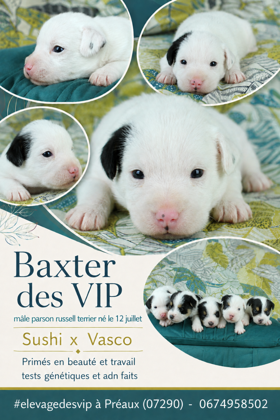 des very important Parson - BAXTER DES VIP DISPONIBLE début septembre