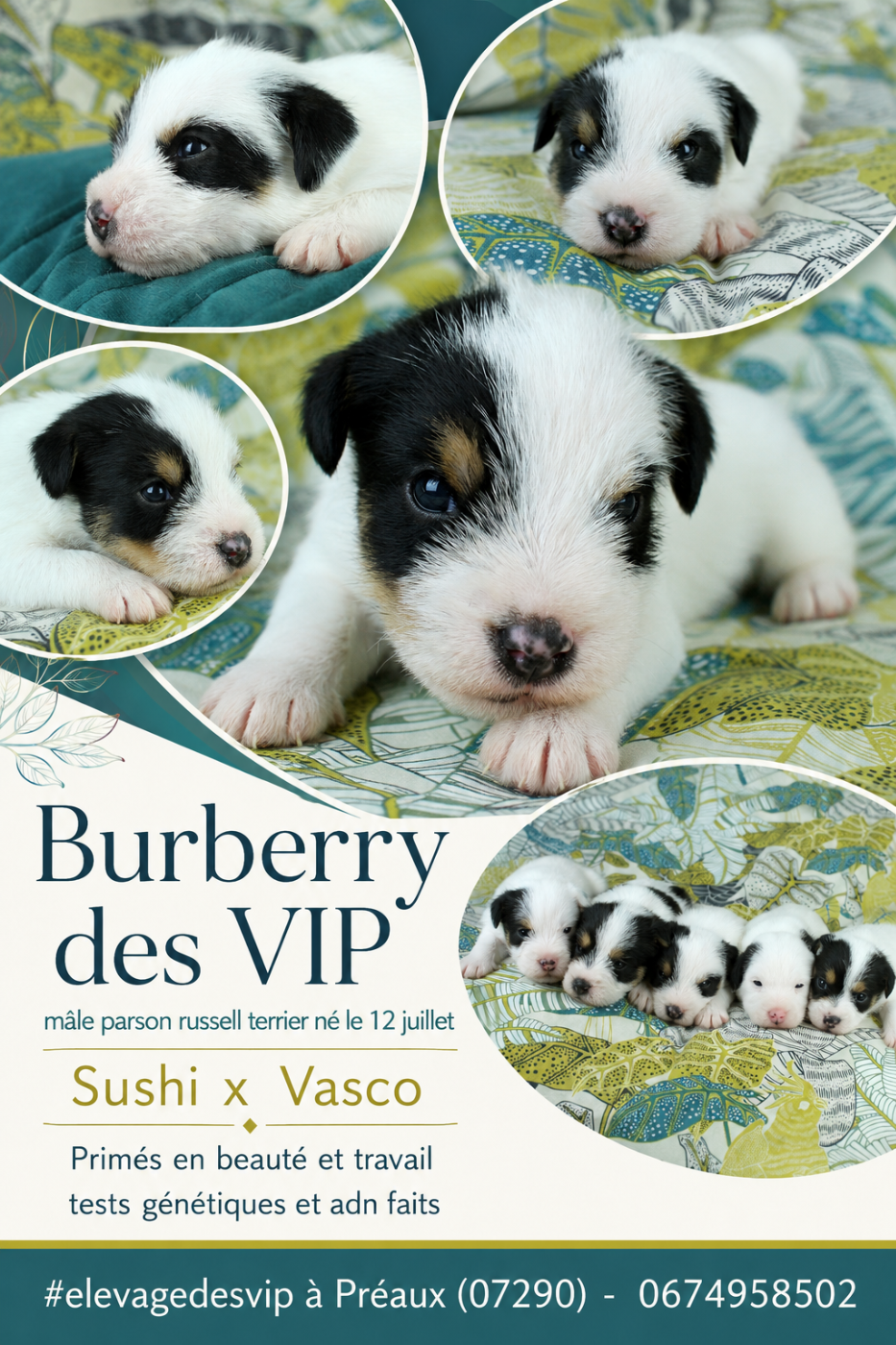 des very important Parson - BURBERRY DISPONIBLE mâle tricolore poils durs
