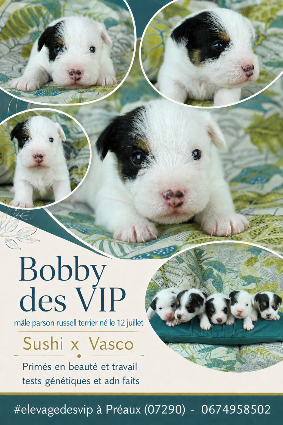 des very important Parson - BOBBY Mâle disponible poils durs tricolore