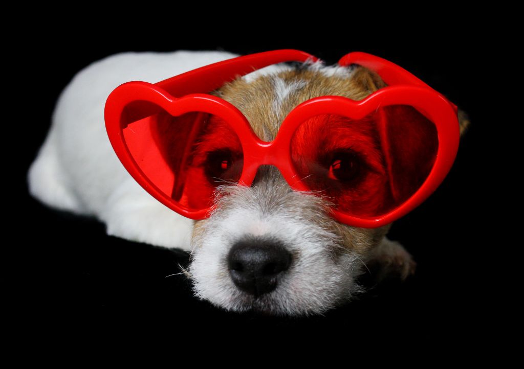 des very important Parson - Joyeuse St Valentin