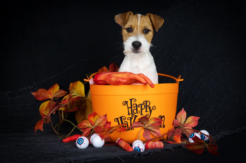 des very important Parson - HAPPY HALLOWEEN