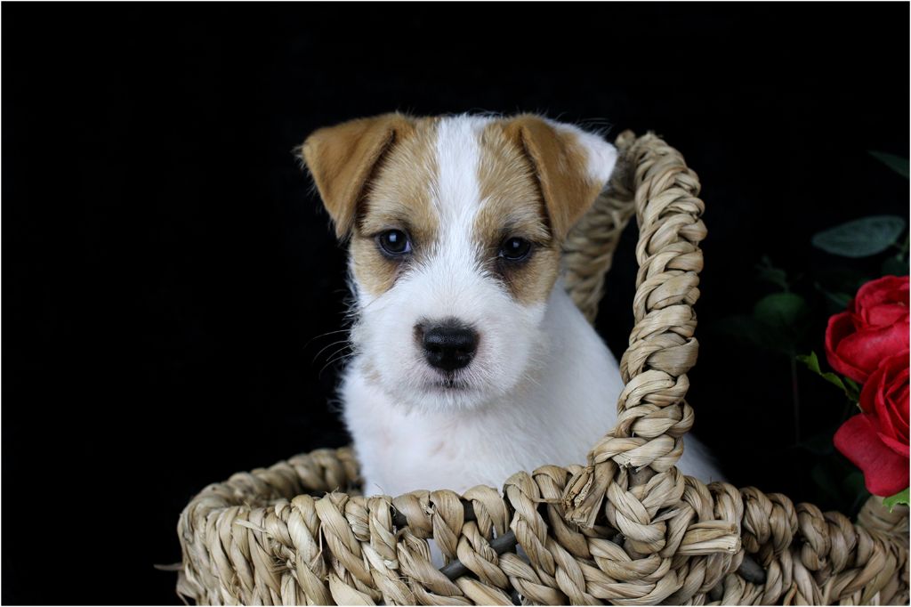 ROMEO