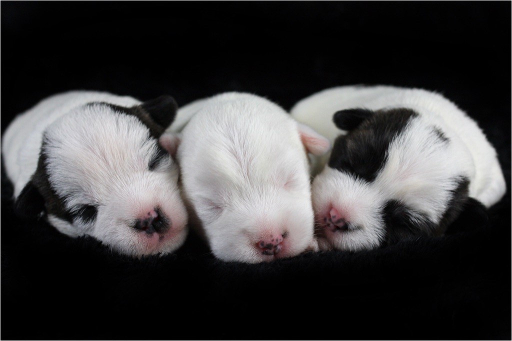 Chiot Parson Russell Terrier des very important Parson