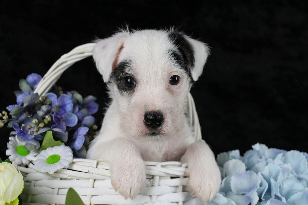 des very important Parson - Chiots disponibles - Parson Russell Terrier