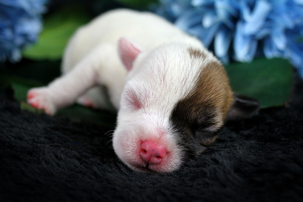 des very important Parson - Chiots disponibles - Parson Russell Terrier