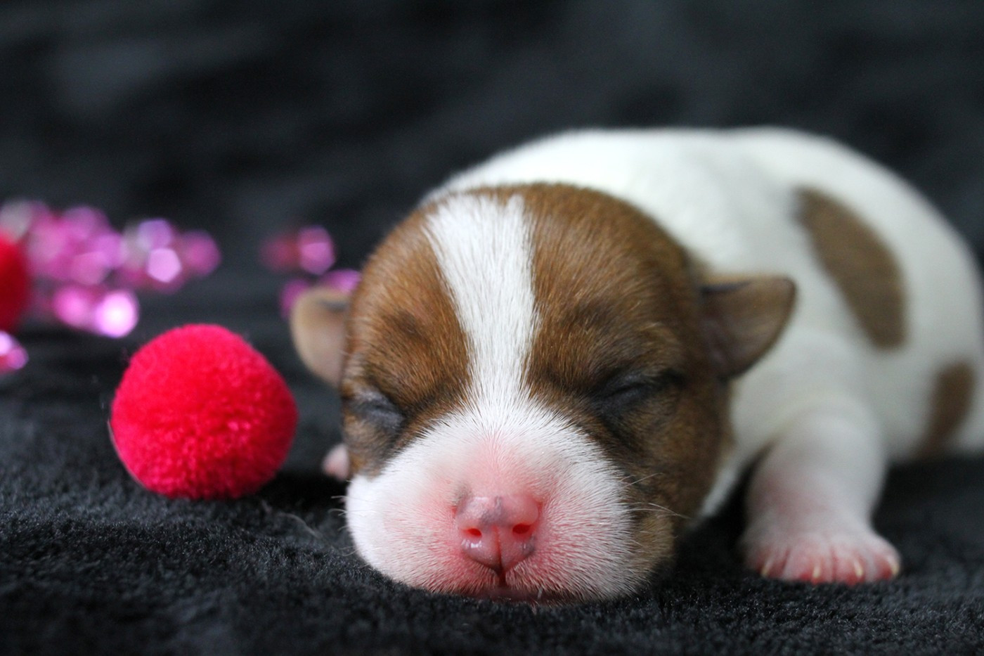 des very important Parson - Chiots disponibles - Parson Russell Terrier