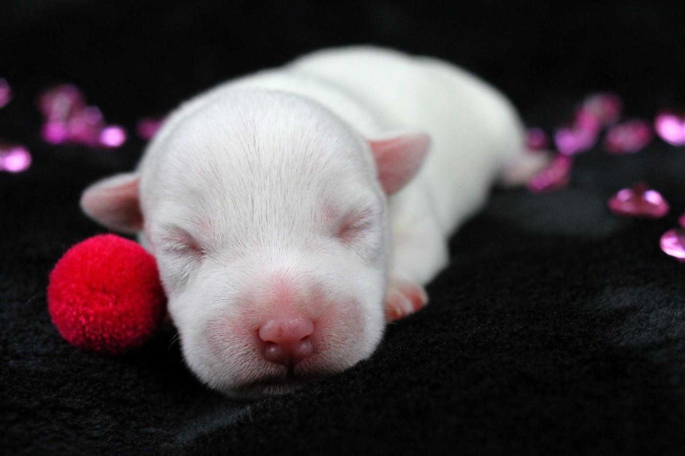 des very important Parson - Chiots disponibles - Parson Russell Terrier