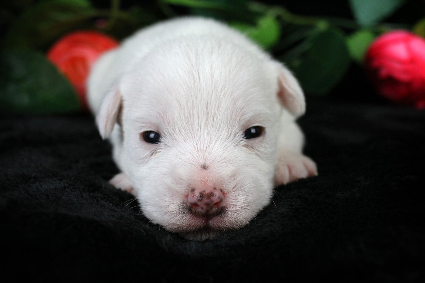 des very important Parson - Chiots disponibles - Parson Russell Terrier