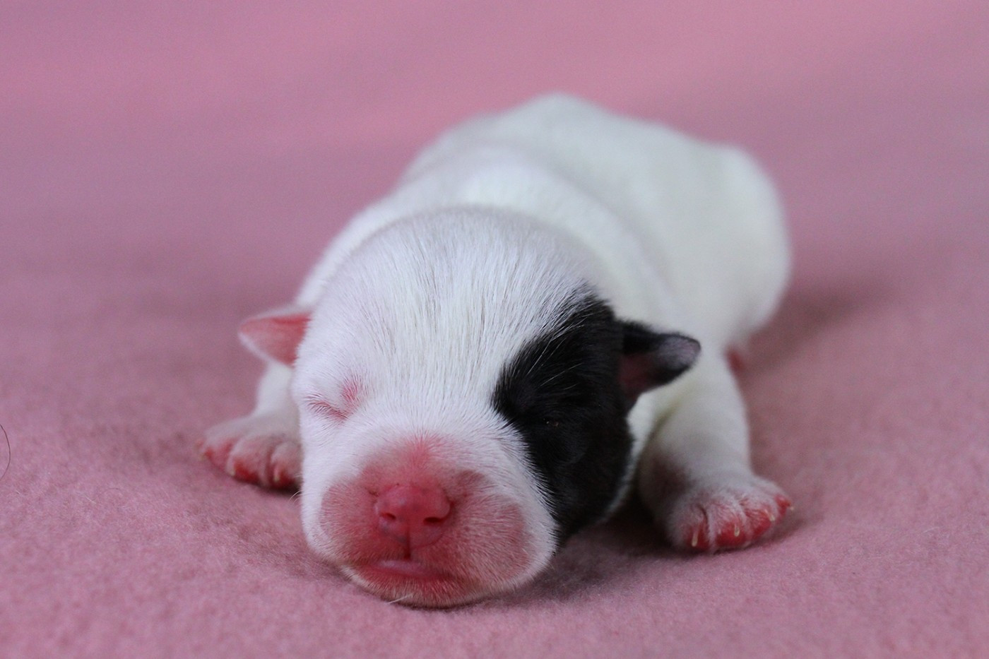 des very important Parson - Chiots disponibles - Parson Russell Terrier