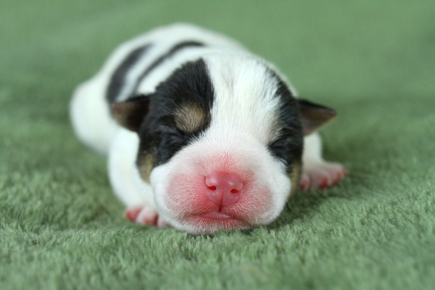 des very important Parson - Chiots disponibles - Parson Russell Terrier