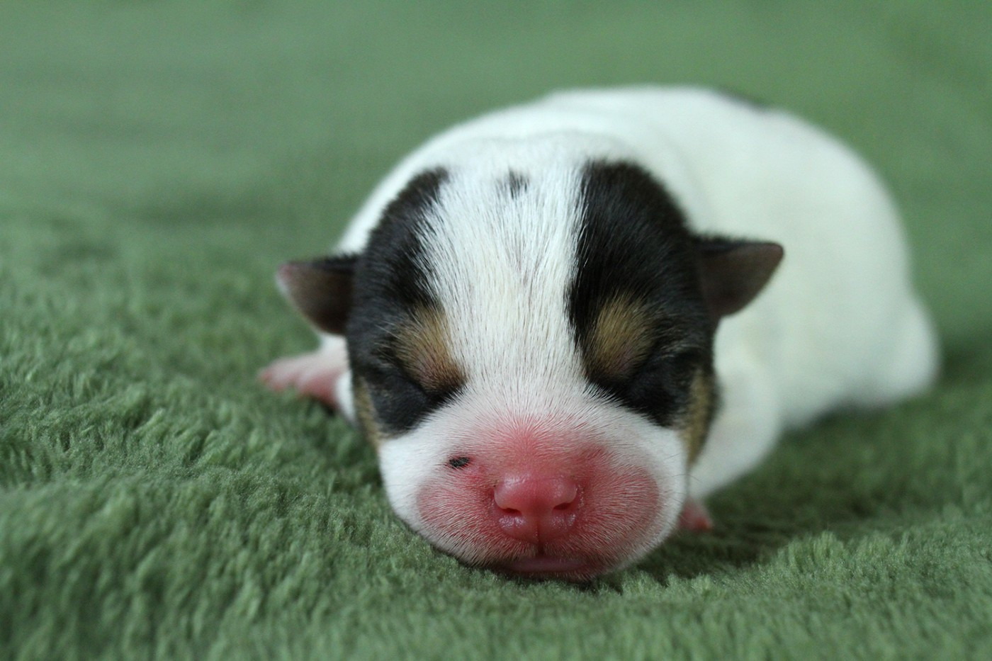 des very important Parson - Chiots disponibles - Parson Russell Terrier