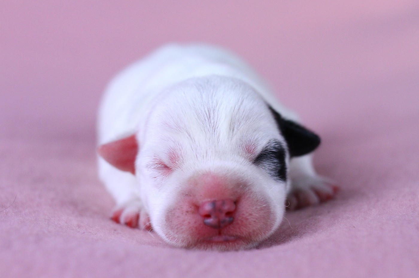 des very important Parson - Chiots disponibles - Parson Russell Terrier