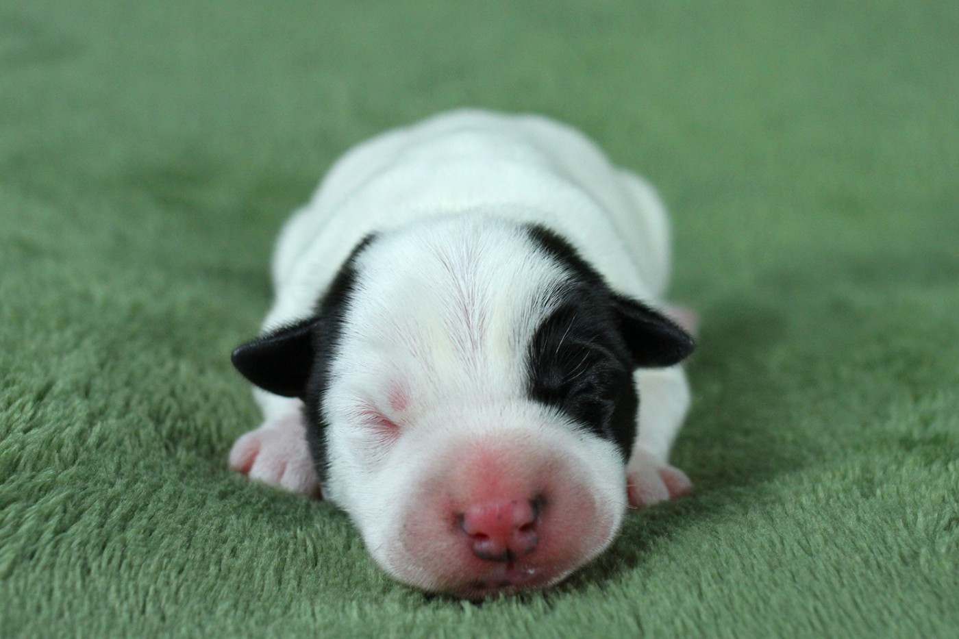 des very important Parson - Chiots disponibles - Parson Russell Terrier