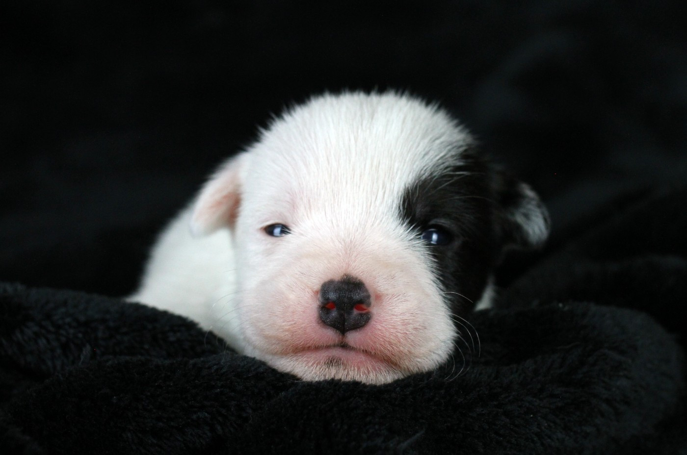 des very important Parson - Chiots disponibles - Parson Russell Terrier