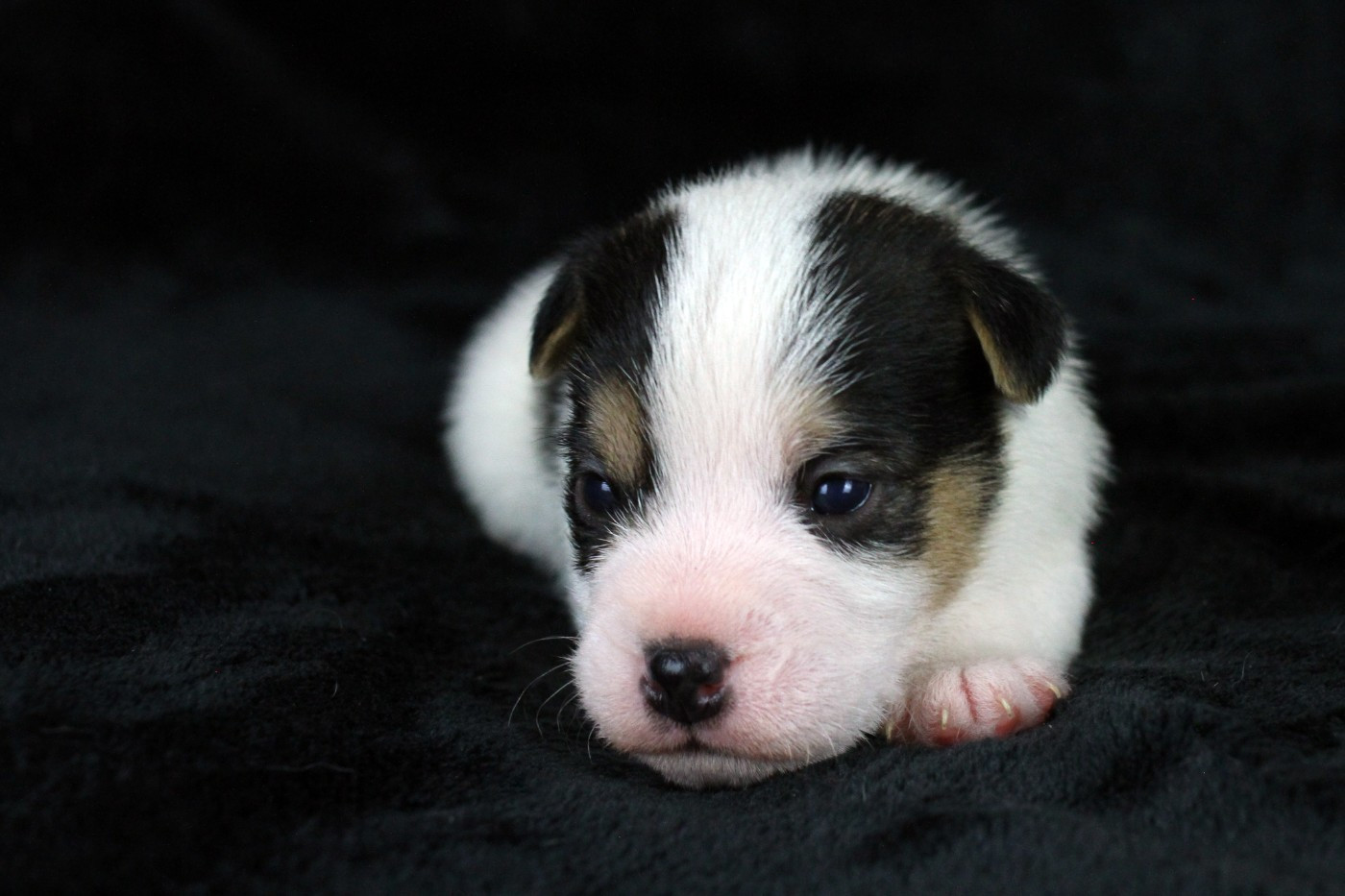 des very important Parson - Chiots disponibles - Parson Russell Terrier