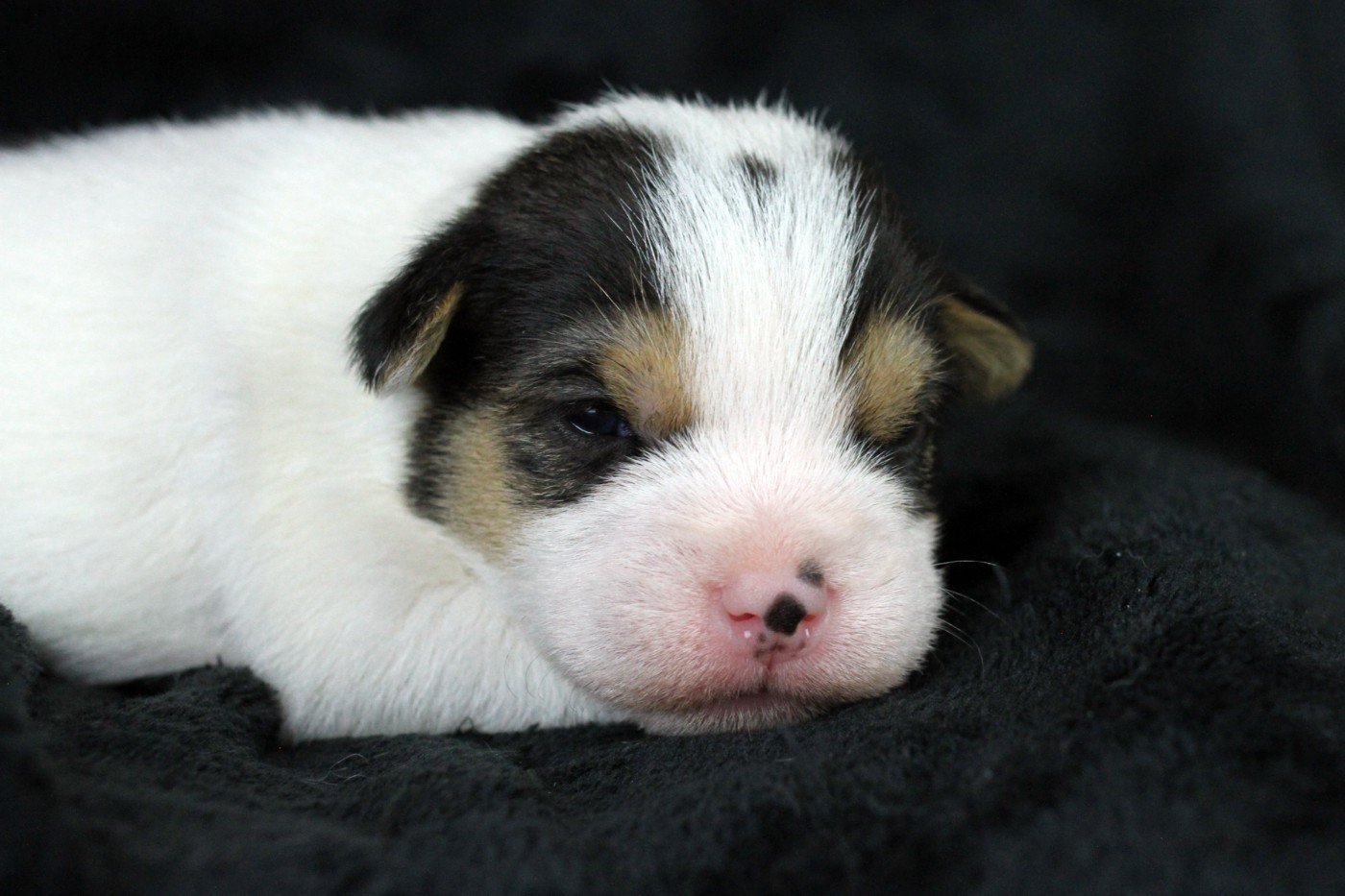 des very important Parson - Chiots disponibles - Parson Russell Terrier
