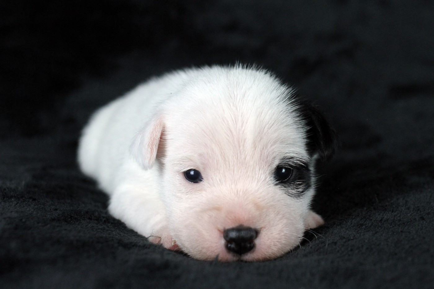 des very important Parson - Chiots disponibles - Parson Russell Terrier