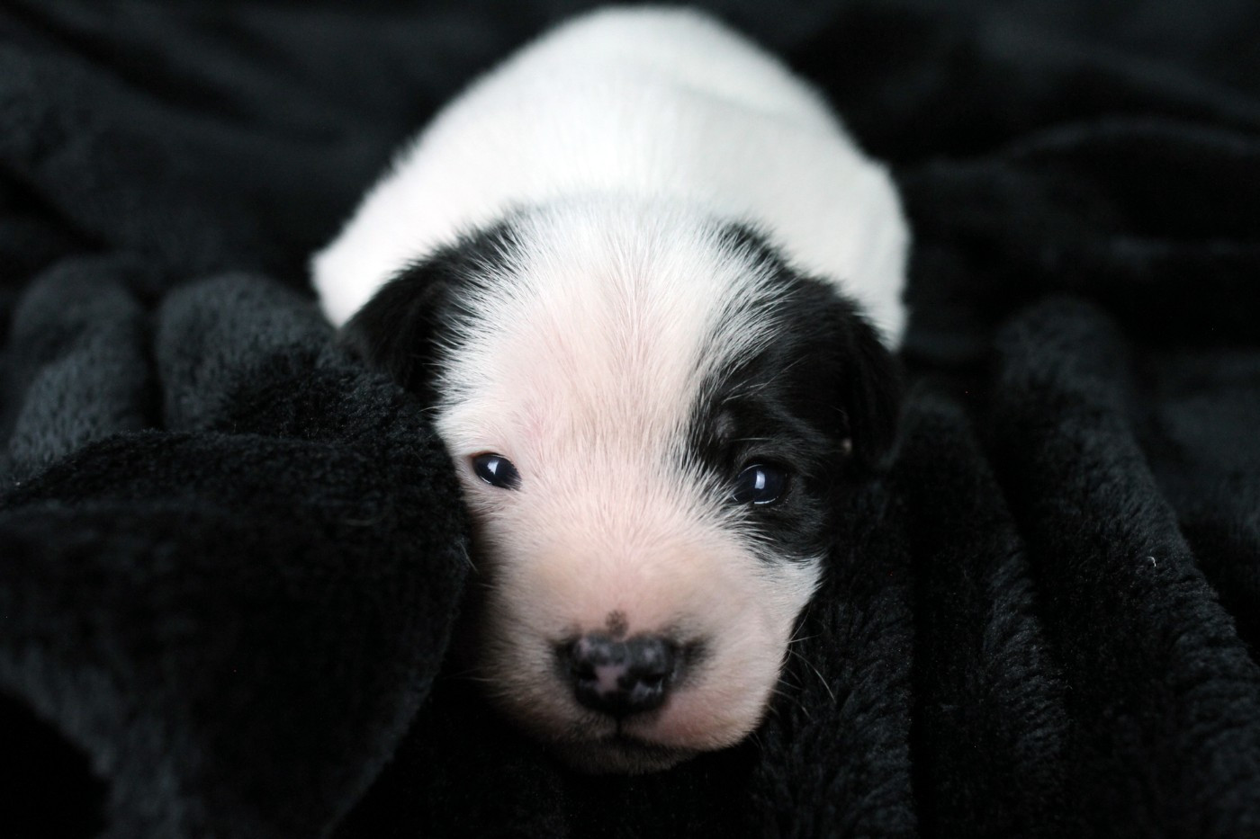 des very important Parson - Chiots disponibles - Parson Russell Terrier