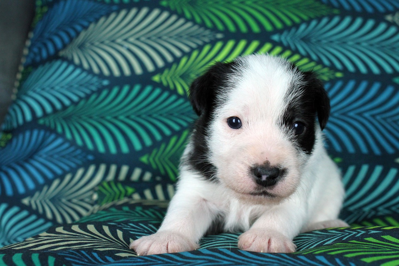 des very important Parson - Chiots disponibles - Parson Russell Terrier