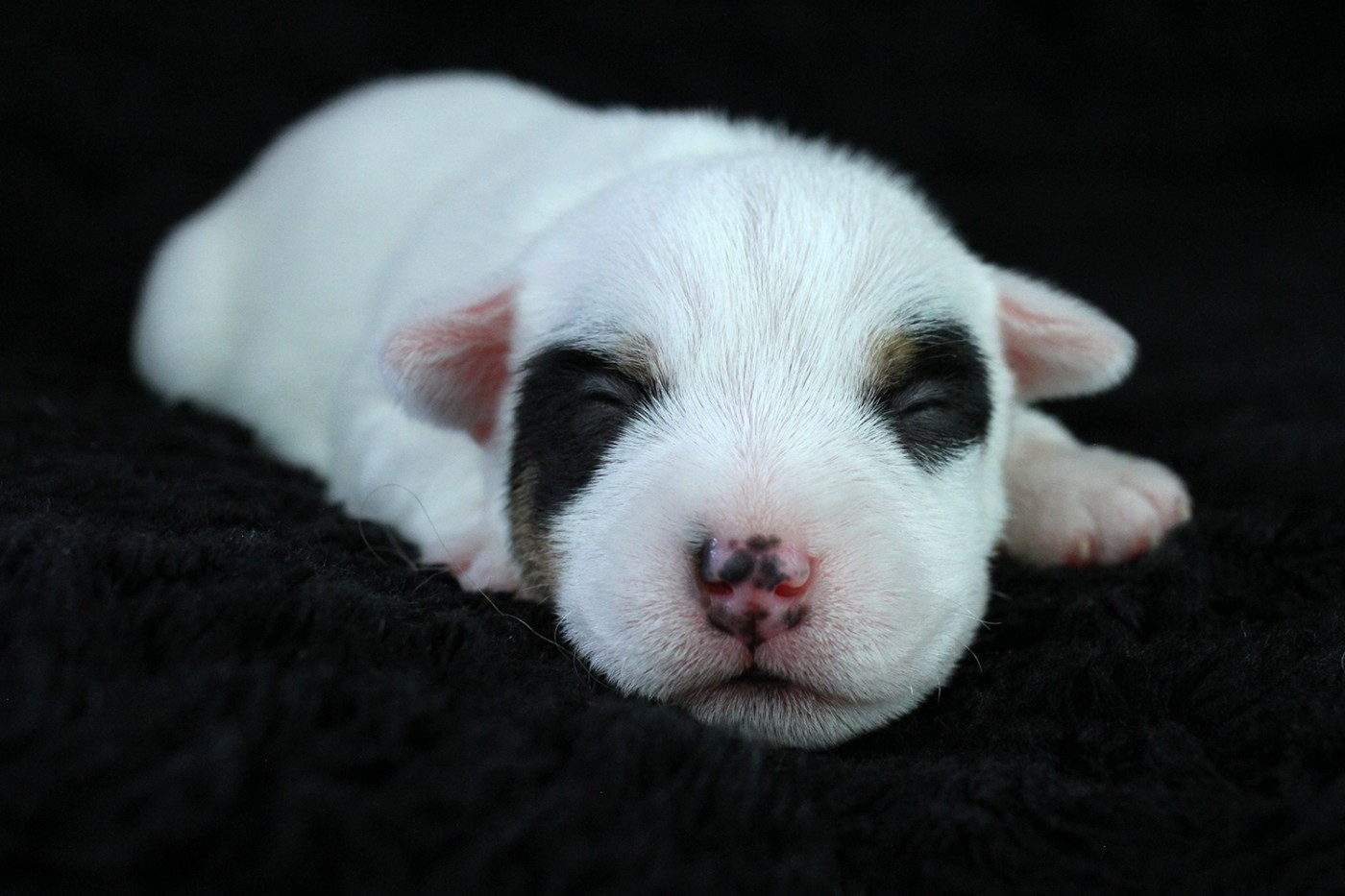 des very important Parson - Chiots disponibles - Parson Russell Terrier