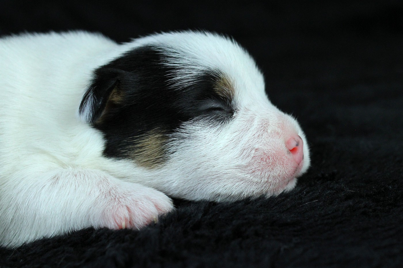 des very important Parson - Chiots disponibles - Parson Russell Terrier