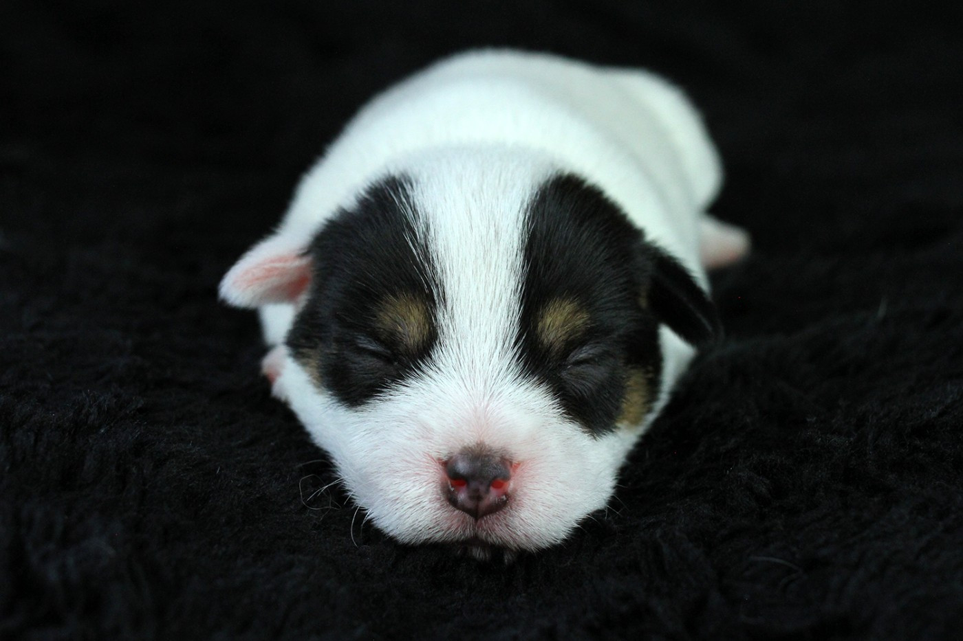 des very important Parson - Chiots disponibles - Parson Russell Terrier