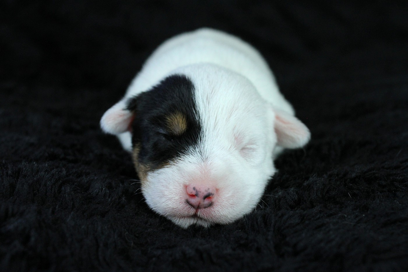 des very important Parson - Chiots disponibles - Parson Russell Terrier