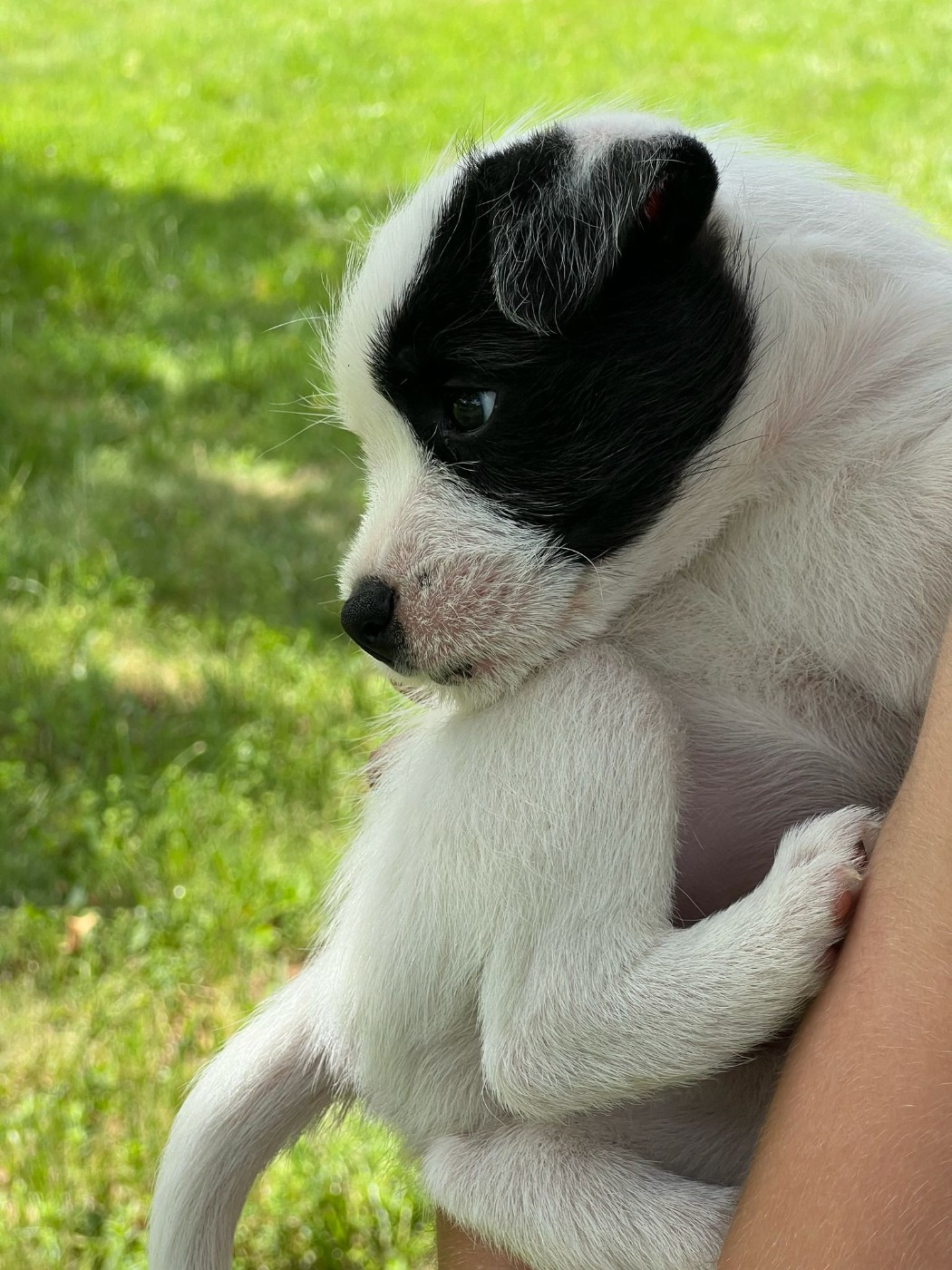 des very important Parson - Chiots disponibles - Parson Russell Terrier