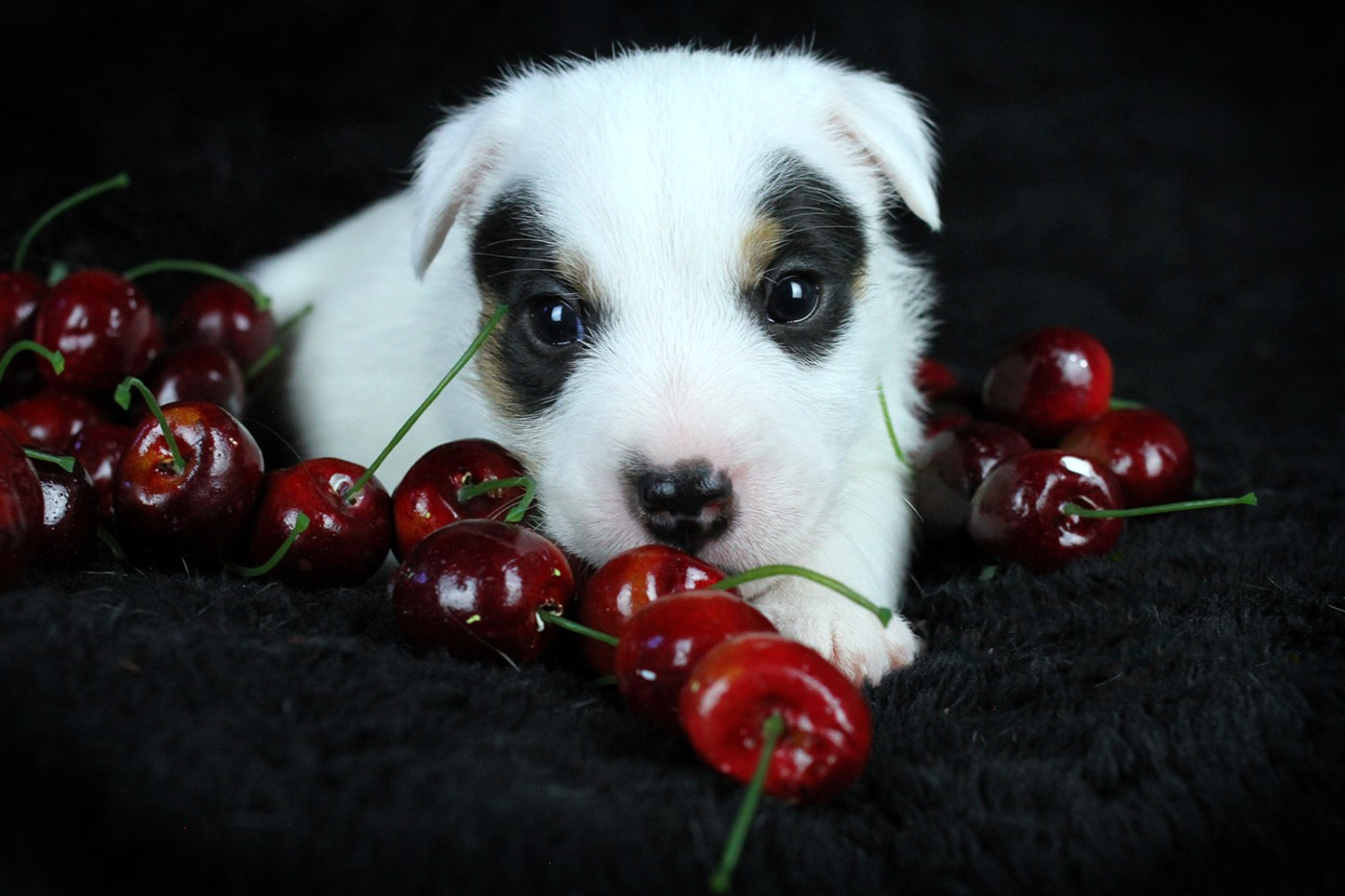 des very important Parson - Chiots disponibles - Parson Russell Terrier