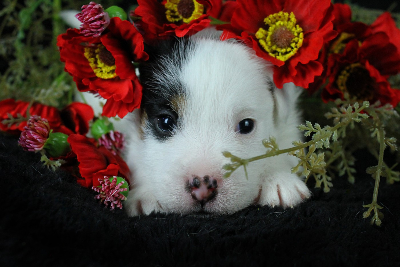 des very important Parson - Chiots disponibles - Parson Russell Terrier