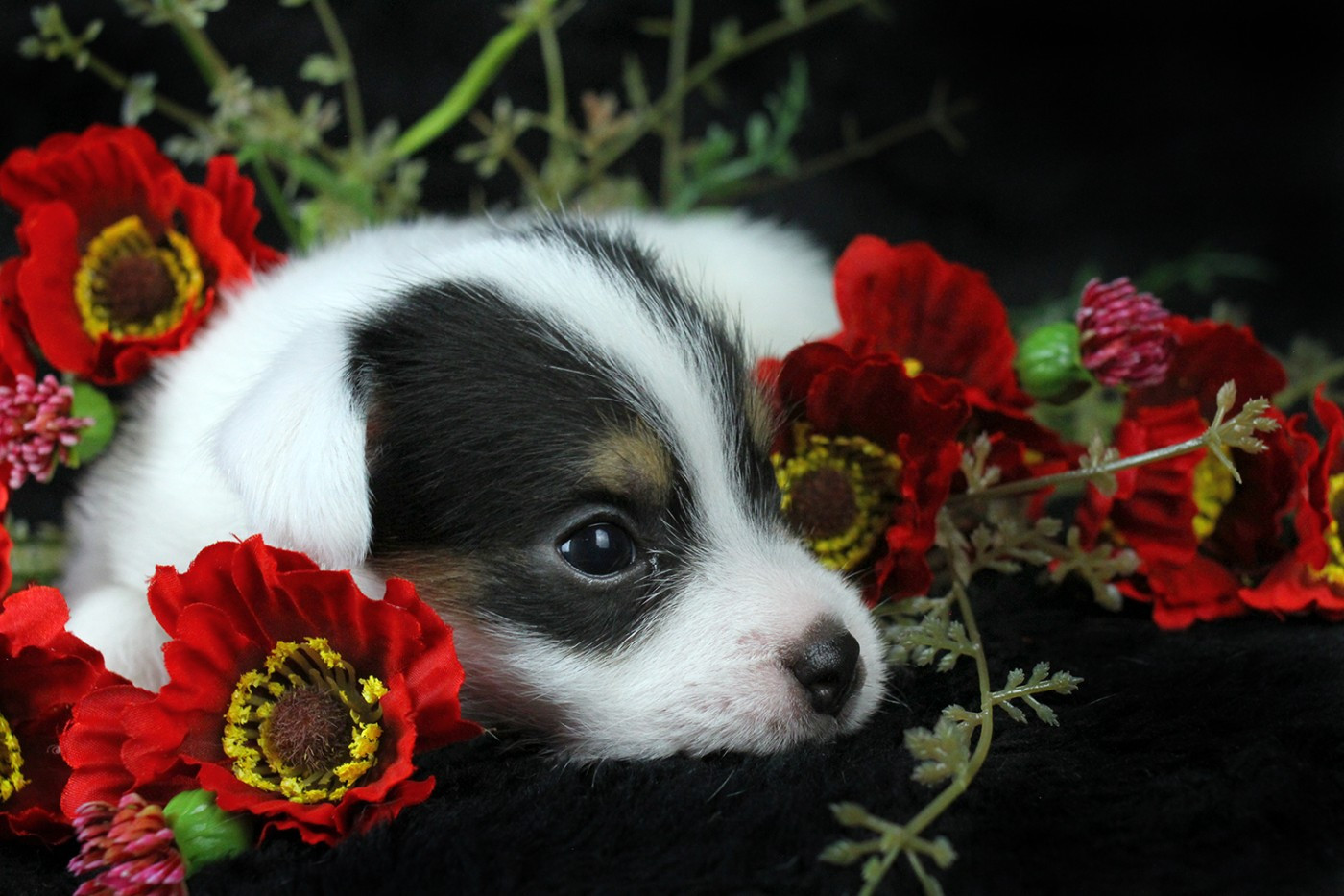 des very important Parson - Chiots disponibles - Parson Russell Terrier