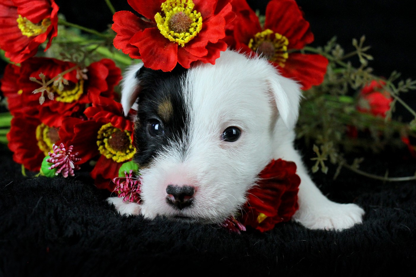 des very important Parson - Chiots disponibles - Parson Russell Terrier