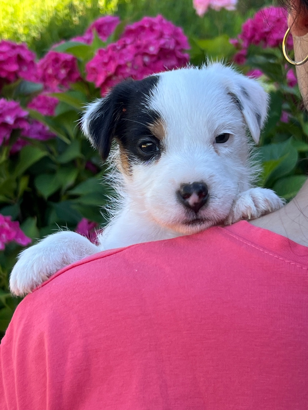 des very important Parson - Chiots disponibles - Parson Russell Terrier
