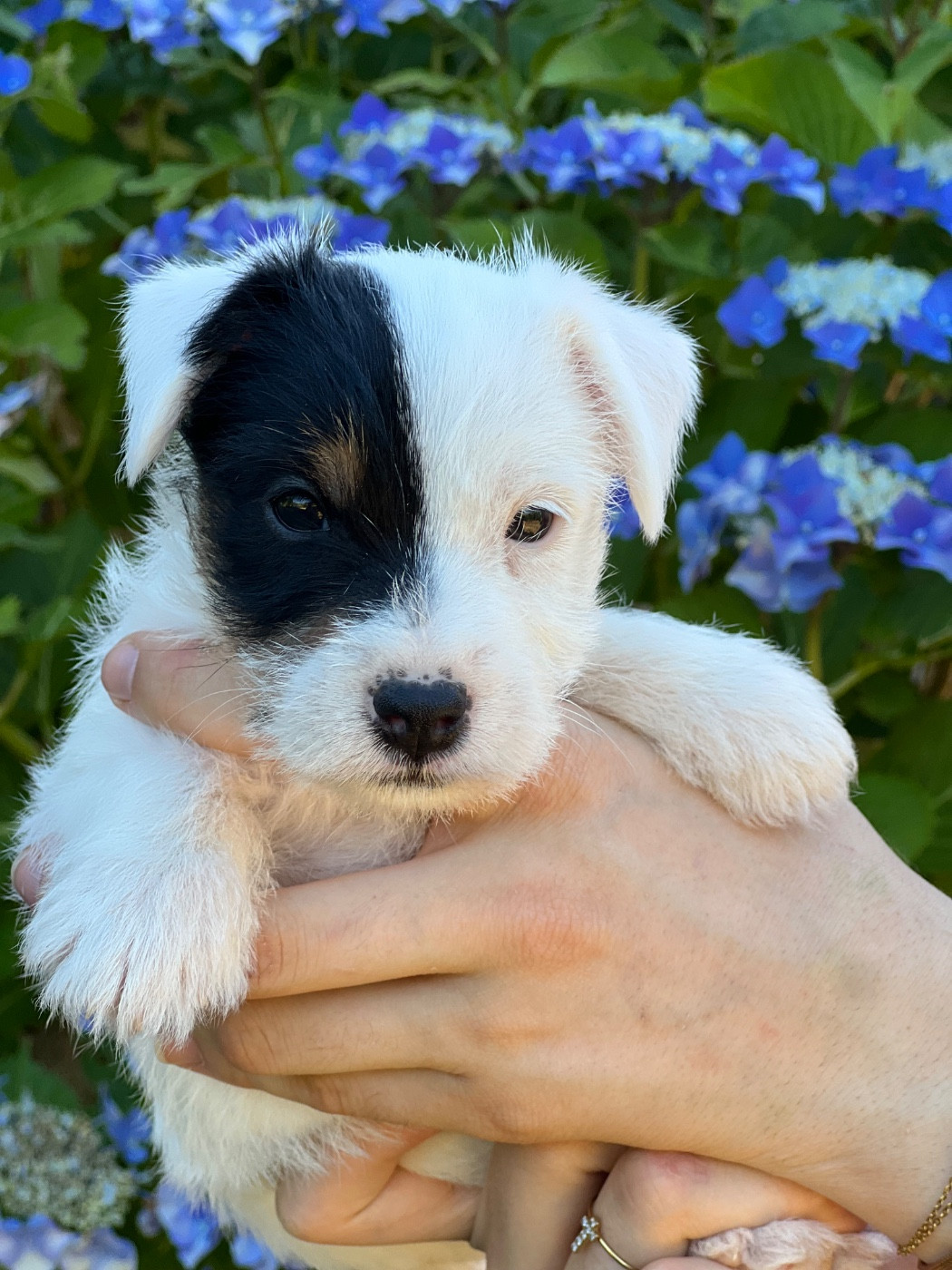 des very important Parson - Chiots disponibles - Parson Russell Terrier